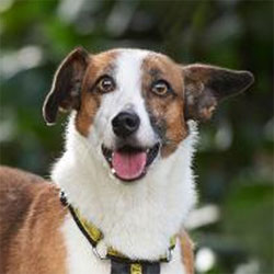 Pet supply review from Graton, CA.